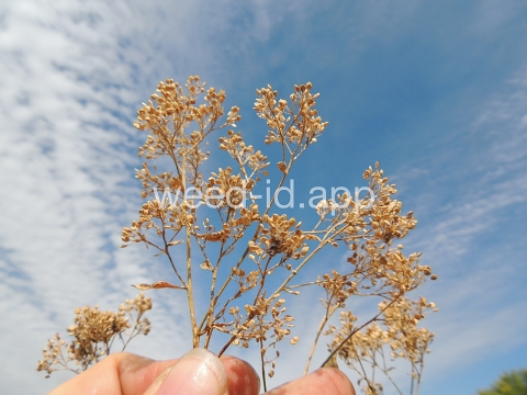 pepperweed, perennial